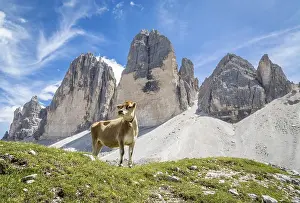 Standing cow in front of mountain range Three Peaks