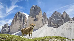 Standing cow in front of mountain range Three Peaks