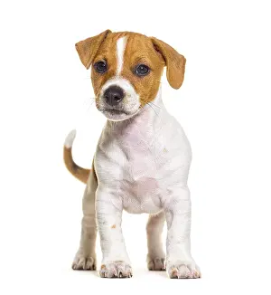 Standing in front Jack russel puppy nine weeks old