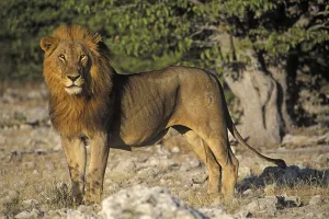 Standing Lion ( Panthera leo) - Etosha National Park Namibia