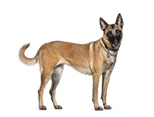 Standing Malinois dog isolated on white