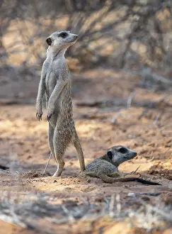 Standing meerkat (Suricatta suricata)