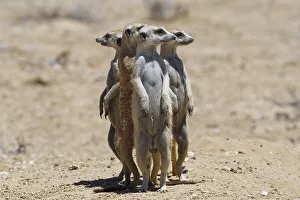 Standing meerkats (Suricatta suricata)