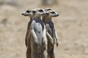 Standing meerkats (Suricatta suricata)