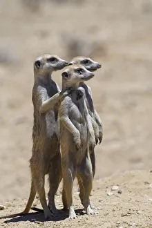 Standing meerkats (Suricatta suricata)