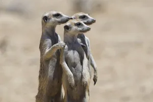 Standing meerkats (Suricatta suricata)