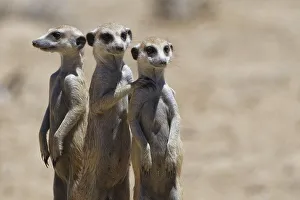 Standing meerkats (Suricatta suricata)