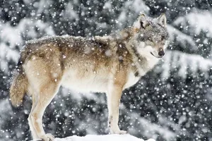 Standing Wolf (Canis lupus) in the falling snow