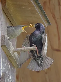 Star, lat.Sturnus vulgaris, Maennchen fuettert seinen Nachwuchs mit Mehlwuermern