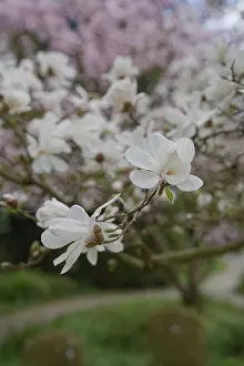 Star magnolia (Magnolia stellata) blooming in the fields