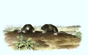 Star mole or star-nosed mole (Condylura cristata)