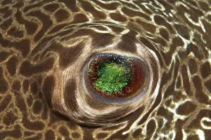 Star puffer (Arothron stellatus)