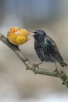 Star, Starling, Sturnus Vulgaris