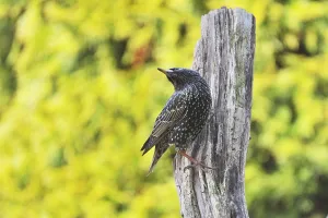 Star (Sturnus vulgaris) Common Starling on a tree