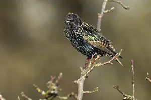 Star, Sturnus vulgaris, sitzt auf einem Ast