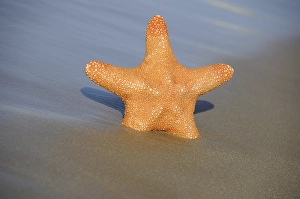 Starfish (Asteroidea), beach, Stalida