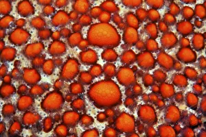 Starfish, (unknown species), warts