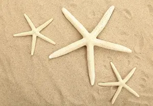 Three starfishes is located on sandy background