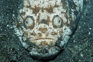 Stargazer, Lembeh Strait (Uranoscopus sufureus)
