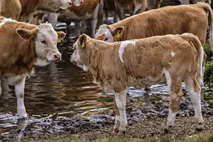 Staring Simmental Cattle Berkshire UK