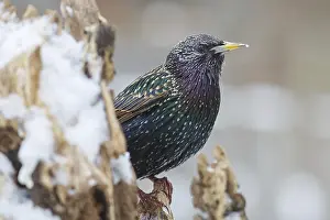 starling