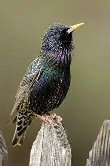 Category Wildlife DE Prints: Starling on garden fence, Hesse (Sturnus vulgaris)