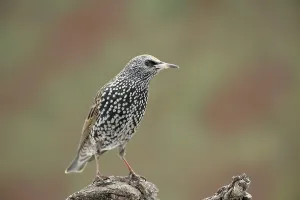 Starling (Sturnus vulgaris)