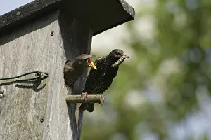 Starling (Sturnus vulgaris)