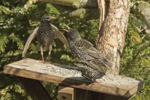 Starling (Sturnus vulgaris)