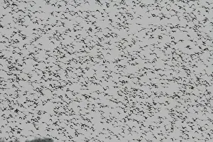 Starling (Sturnus vulgaris)
