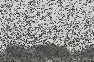 Starling (Sturnus vulgaris)
