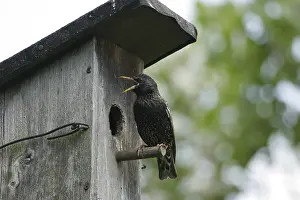 Starling (Sturnus vulgaris)
