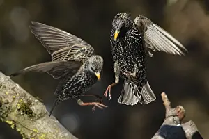 Starling (Sturnus vulgaris)
