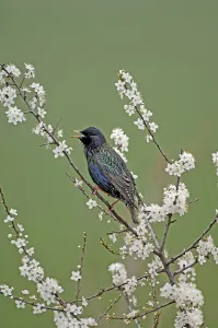 Starling Sturnus vulgaris
