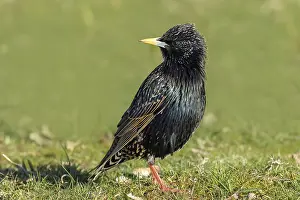 Starling (Sturnus vulgaris), adult garden bird