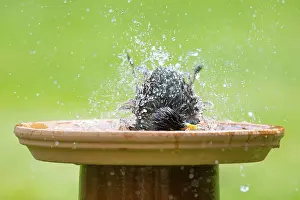 Starling (Sturnus vulgaris) bathing in a bird bath