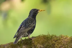 Starling (Sturnus vulgaris) on a branch with moss