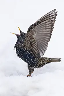 Starling (Sturnus vulgaris), close-up