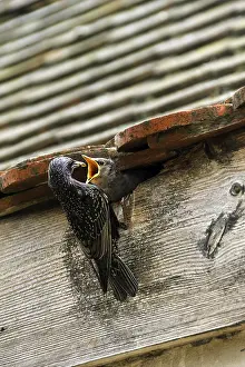 Starling (Sturnus vulgaris) feeding its chick in the nest