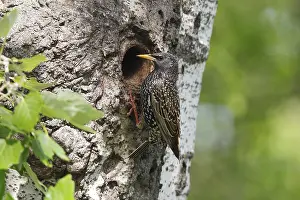 Starling (Sturnus vulgaris) in front of his nesting hole