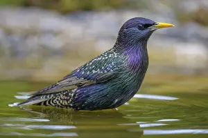 Starling (Sturnus vulgaris), in splendour while bathing