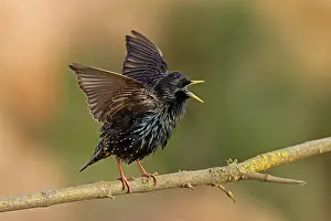 Starling (Sturnus vulgaris) spreads wings