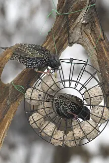 Starling (Sturnus vulgaris) at winter feeding in the forest
