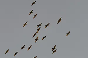 Starlings (Sturnus vulgaris)