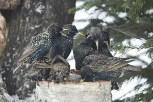 Starlings (Sturnus vulgaris)