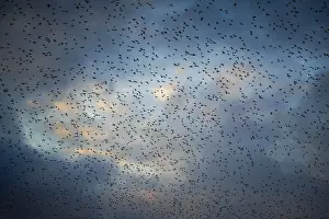 Starlings (Sturnus vulgaris) gather in huge flocks at dusk
