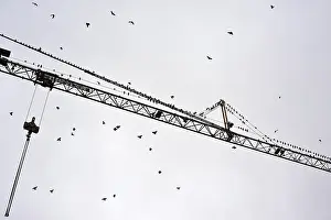 Starlings (Sturnus vulgaris) gathering on a building crane