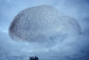 Starlings (Sturnus vulgaris), a murmuration