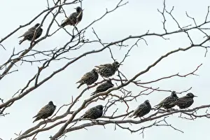 Starlings (Sturnus Vulgaris) a small flock of common starlings on tree