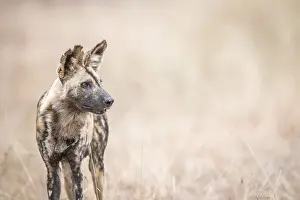 Starring African wild dog in the Kruger National Park